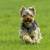 White Yorkie Dog