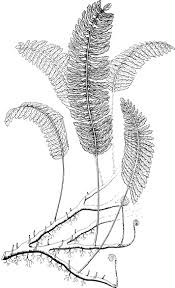 Image result for Schizaeaceae