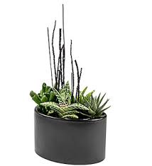 The cedar rapids police department is actively recruiting certified law enforcement officers to join the department. Petersen And Tietz Florist And Greenhouses Succulent Arrangement Waterloo Ia 50707 Ftd Florist Flower And Gift Delivery