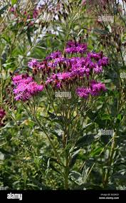 Image result for Vernonia galpinii