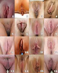 Types of Vagina Naked - 55 photos