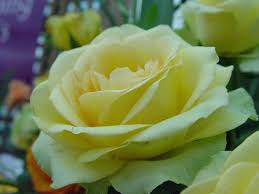We are seeing so many beautiful blooms in the garden. Rose St Patrick Pbr 3ft Standard Premium Hello Hello Plants Garden Supplies