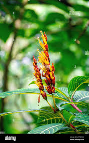 Image result for Sanchezia speciosa