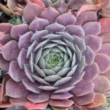 With its royal symbolism, shades of purple are sure to add some elegance to your garden! 40 Beautiful Types Of Purple Succulents Succulent Alley