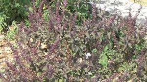 Image result for Ocimum fimbriatum