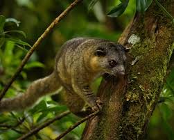 Image result for Olinia rochetiana