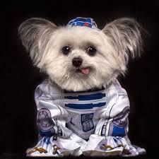 The Best Star Wars Post I Ve Seen All Day R Aww Cute Animals Smiling Dogs My Animal