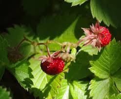 Image result for Fragaria