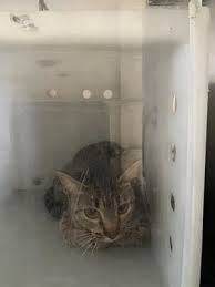 Dallas Tx Domestic Shorthair Meet A1108789 A Pet For Adoption
