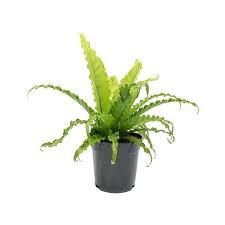 Birds Nest Fern Cats Asplenium Osaka Japanese Bird S Nest Fern Bird Nest Fern Fern Plant Japanese Bird