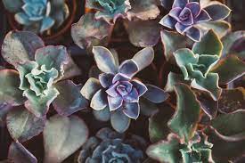 While too much water kills your succulents, less water will do the same thing but in a different way. When Succulents Get Wrinkly Things To Avoid Succulents Grower