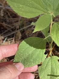 Image result for Centema subfusca