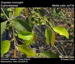 Image result for Putranjivaceae