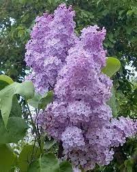 Lilacs Lilac Flowers Beautiful Flowers Lilac