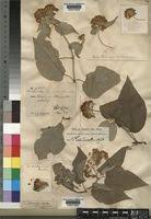 Image result for Caucanthus auriculatus