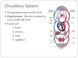 Circulatory System Chapter Circulatory System Transportation System Of The Body Closed System Blood Is Contained In Vessels Within The Body Consists Ppt Download