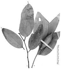 Image result for Anisophyllea