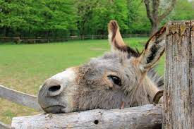 We did not find results for: How Much Does A Donkey Cost Farm Animals