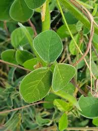 Image result for Macrotyloma africanum