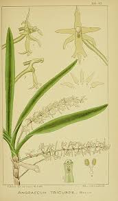 Image result for Tridactyle bicaudata