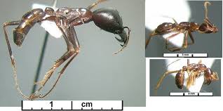 Image result for Antidesma rufescens