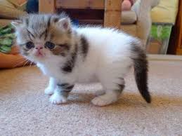 Bengal kittens, savannah kittens, serval kittens and cracal kittens in our large breeding program, all of our kittens are exposed to an appropriate amount of uv lighting. Exotic Shorthair Cats For Sale Los Angeles Ca 141519