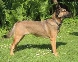 Österreichische pinscher sind selbstbewusste und aufmerksame, lebhafte und verspielte hunde, die sehr liebevoll zu den menschen sind, die sie kennen. Der Osterreichische Pinscher Im Passenportrait