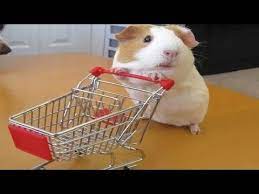 Contact guinea pig memes on messenger. Funny And Cute Guinea Pig Videos Compilation 2020 Youtube