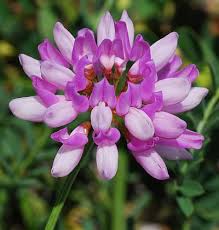 Image result for Securigera  varia