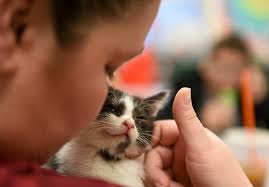Foster kittens find a welcoming sanctuary at Conrad Weiser High School