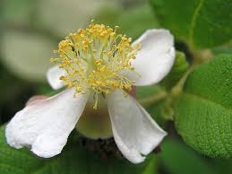 Image result for Tetracera boiviniana