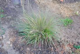 Image result for Eragrostis dinteri