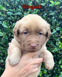 Affordable pure & hybrid designer hypoallergenic non shedding dog breeds or puppies are available for sale from local reputable breeders in georgia. Alpharetta Ga Golden Retriever Meet Bogart Hollywood A Pet For Adoption