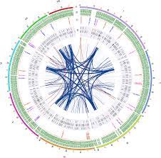 Three-Dimensional Genome Map of the Filamentous Fungus Penicillium oxalicum  | Microbiology Spectrum