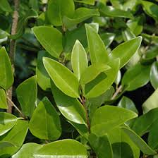 Image result for Ligustrum lucidum