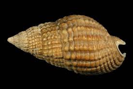 Image result for Tricalysia niamniamensis