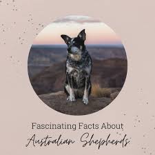 We did not find results for: 18 Interesting Facts About Australian Shepherds Pethelpful