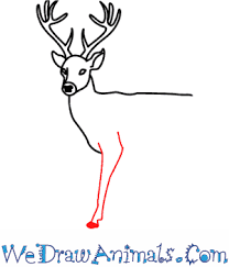 For this reason, deer energy is synonymous with inner transformation and regeneration. How To Draw A Deer