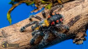 This week i discuss the legality of owning the typhochlaena seladonia (brazilian jewel tarantula) in the usa. Skppawobwnnfam