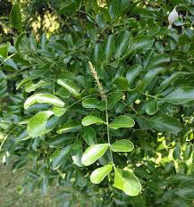 Image result for Indigofera secundiflora