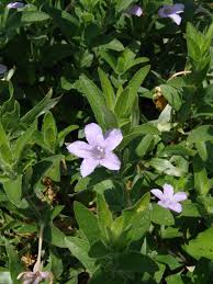 Image result for Pogonospermum subsessile