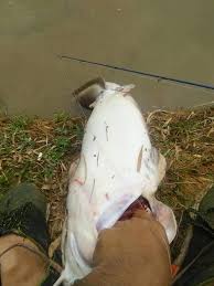 Cara merangkai 2 mata kail pada neklin untuk target ikan besar. Umpan Ikan Keli Mata Kail Khas Untuk Ikan Keli Mata Facebook