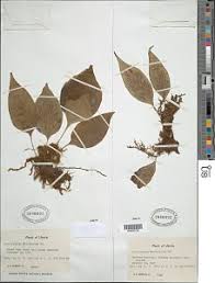 Image result for Antrophyum mannianum