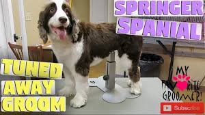We believe there is a spaniel variety for everyone. Short Haircut Springer Spaniel Youtube