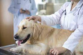 By donna kelleher dvm, july 2012, updated march 2021. Beating Bone Cancer In Dogs Holistically Animal Wellness Magazine