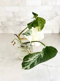 Image result for Selago albomarginata