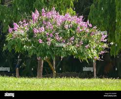 Image result for Lagerstroemia speciosa