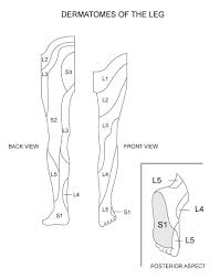 Dermatomes And Myotomes Of Lower Limb Medcaretips Com