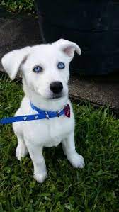 Pin On Husky