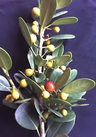 Image result for Ficus natalensis